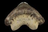 Fossil Crusher Shark (Ptychodus) Tooth - Kansas #187423-1